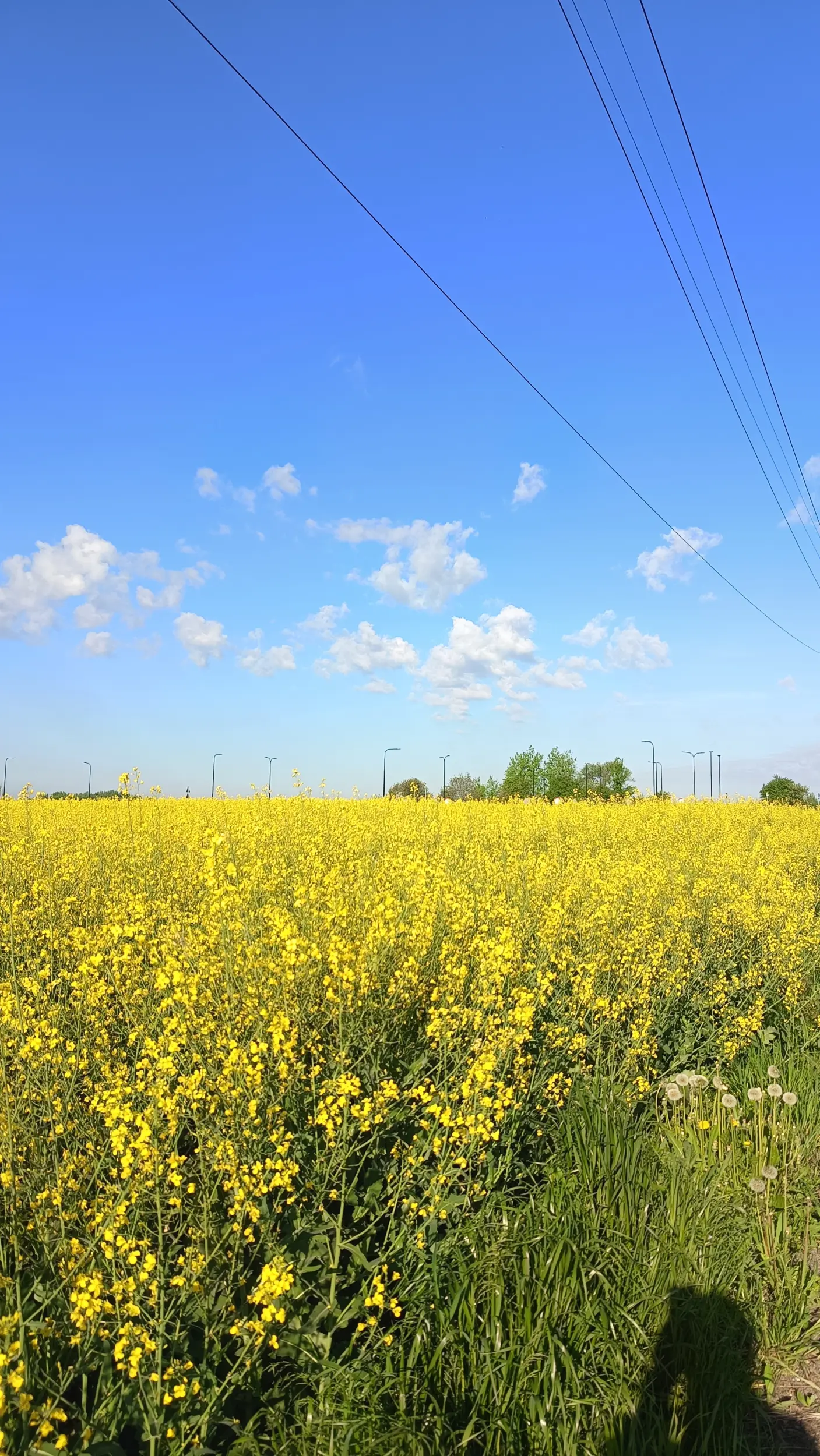 Śląskie barwy, tylko odwrócone. Złoty i modry