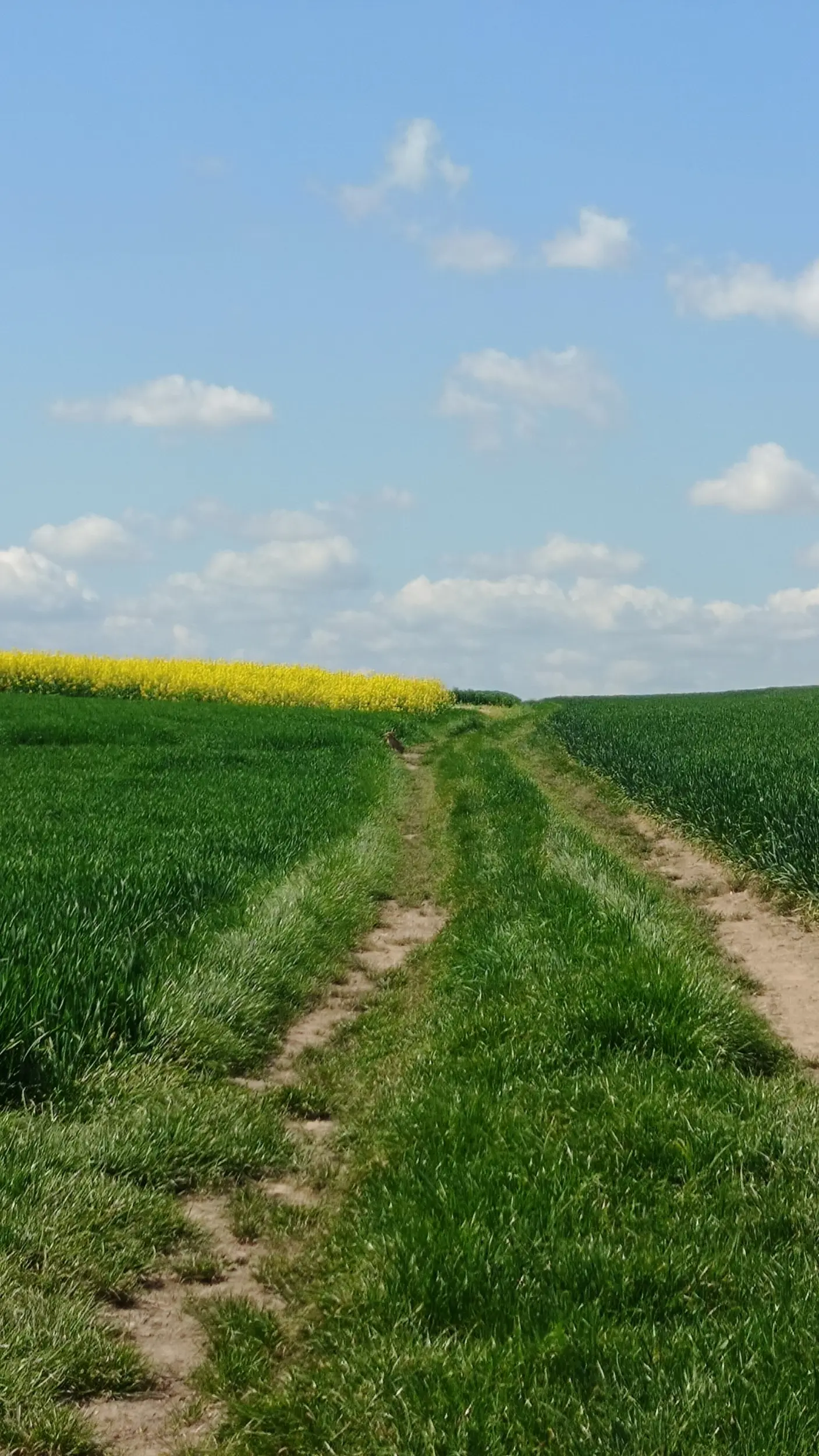 i odrobinę mniej zarośnięta 