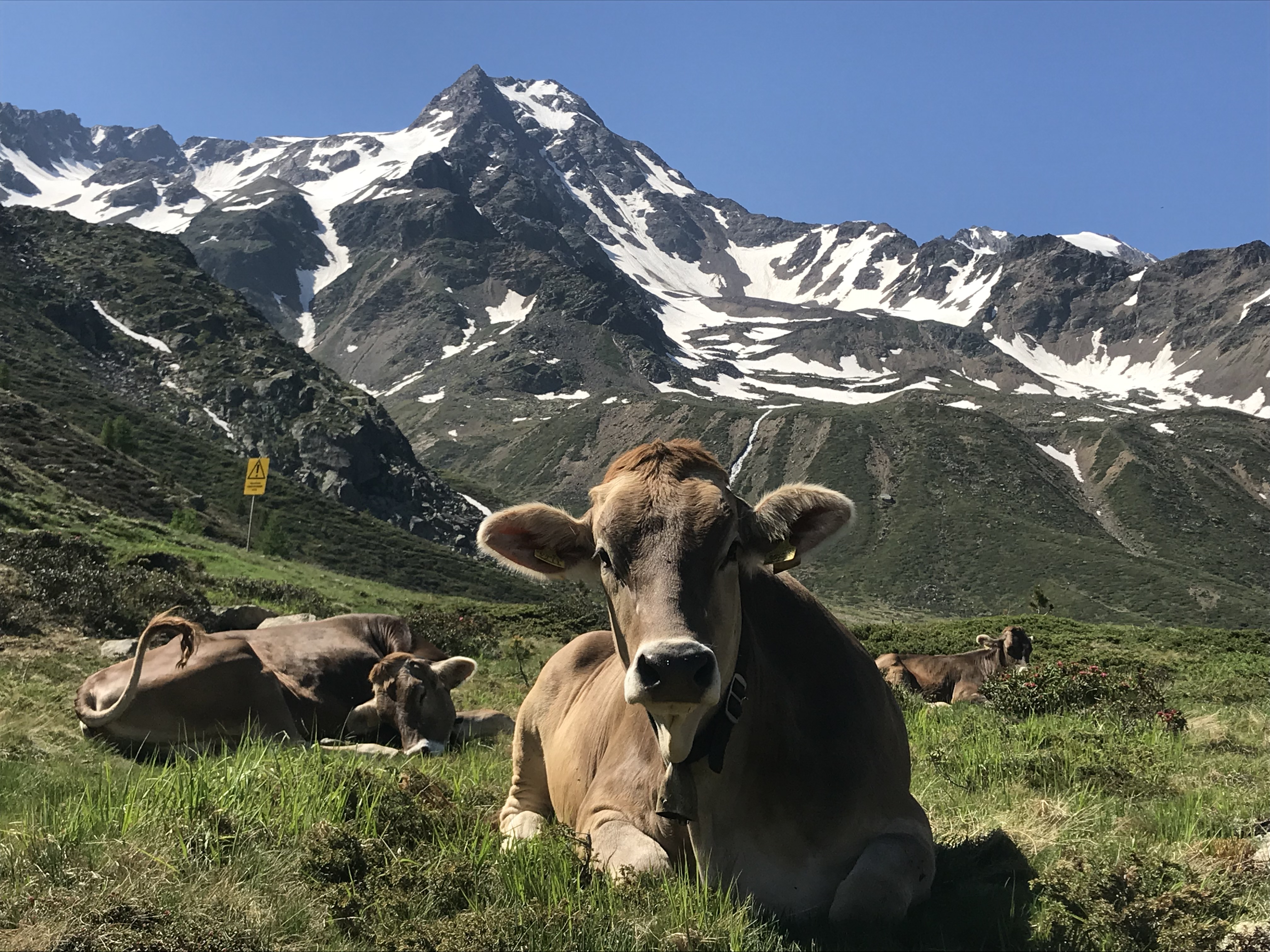 Krowy wypasane na łąkach są w Val Senales codziennym widokiem