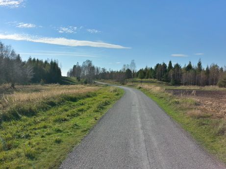 Asfaltowe ścieżki w lesie między Kuźnią Raciborską i Rudą
