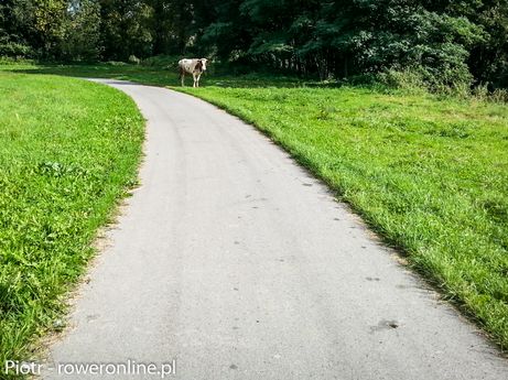 Przyjacielsko nastawiona krowa na szlaku