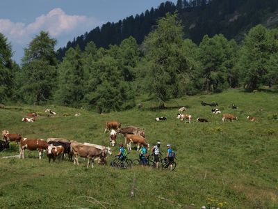 Alpejskie krowy nie są fioletowe (foto: ask)