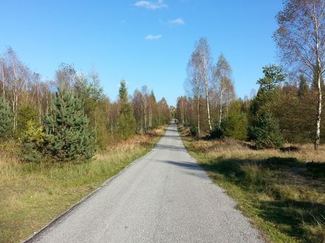 Asfaltowe ścieżki w lesie między Kuźnią Raciborską i Rudą 4