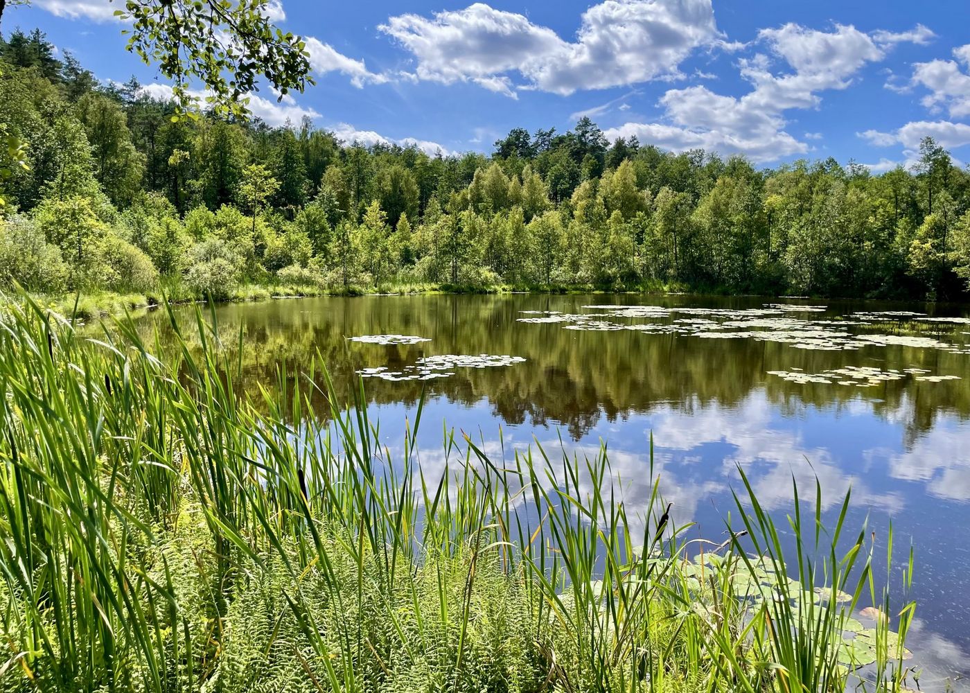 Rowerem nad brzegiem Niemna 