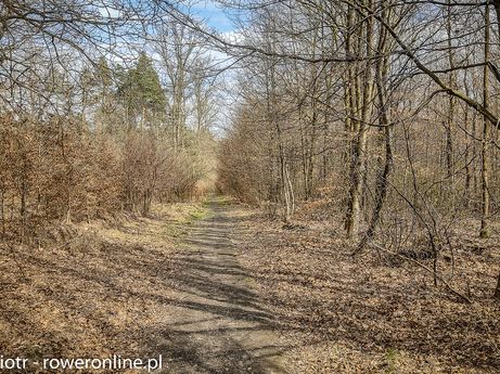 Zabrzański Szlak Rowerowy - znów w lesie(fot. P. Burda)