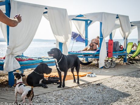Wakacje z psem? Crikwenica poleca plaże dla psów (foto: P. Burda)