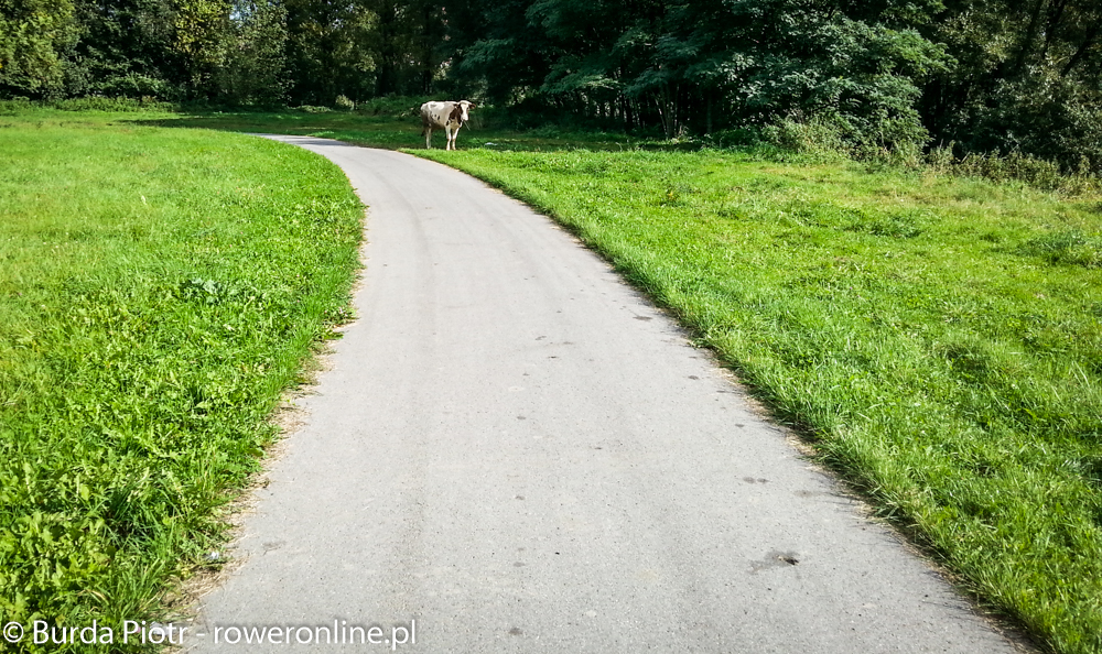 Przyjacielsko nastawiona krowa na szlaku