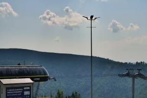 Szczyrk Szczyrk Mountain Resort Hala Skrzyczeńska – 1000 m n.p.m.